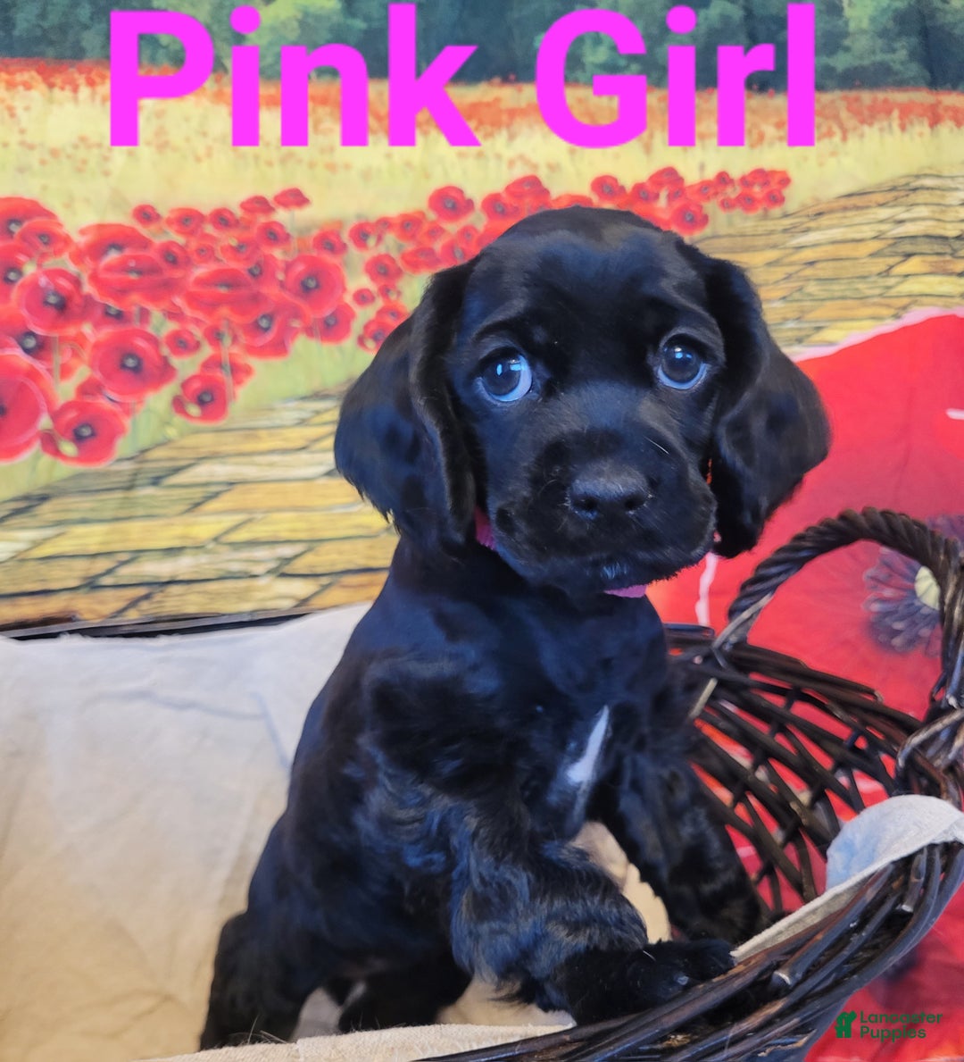 Cockapoo dogs for sale: Pink Girl  - Ad 9