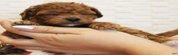 Cavapoo dogs for sale: Snickers - Ad 2