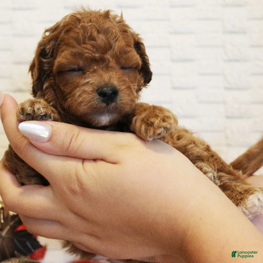 Cavapoo dogs for sale: Snickers - Ad 2