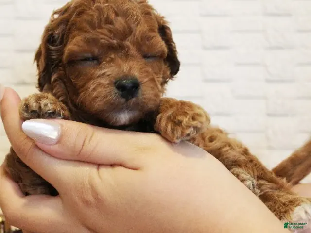 Cavapoo dogs for sale: Snickers - Ad 2