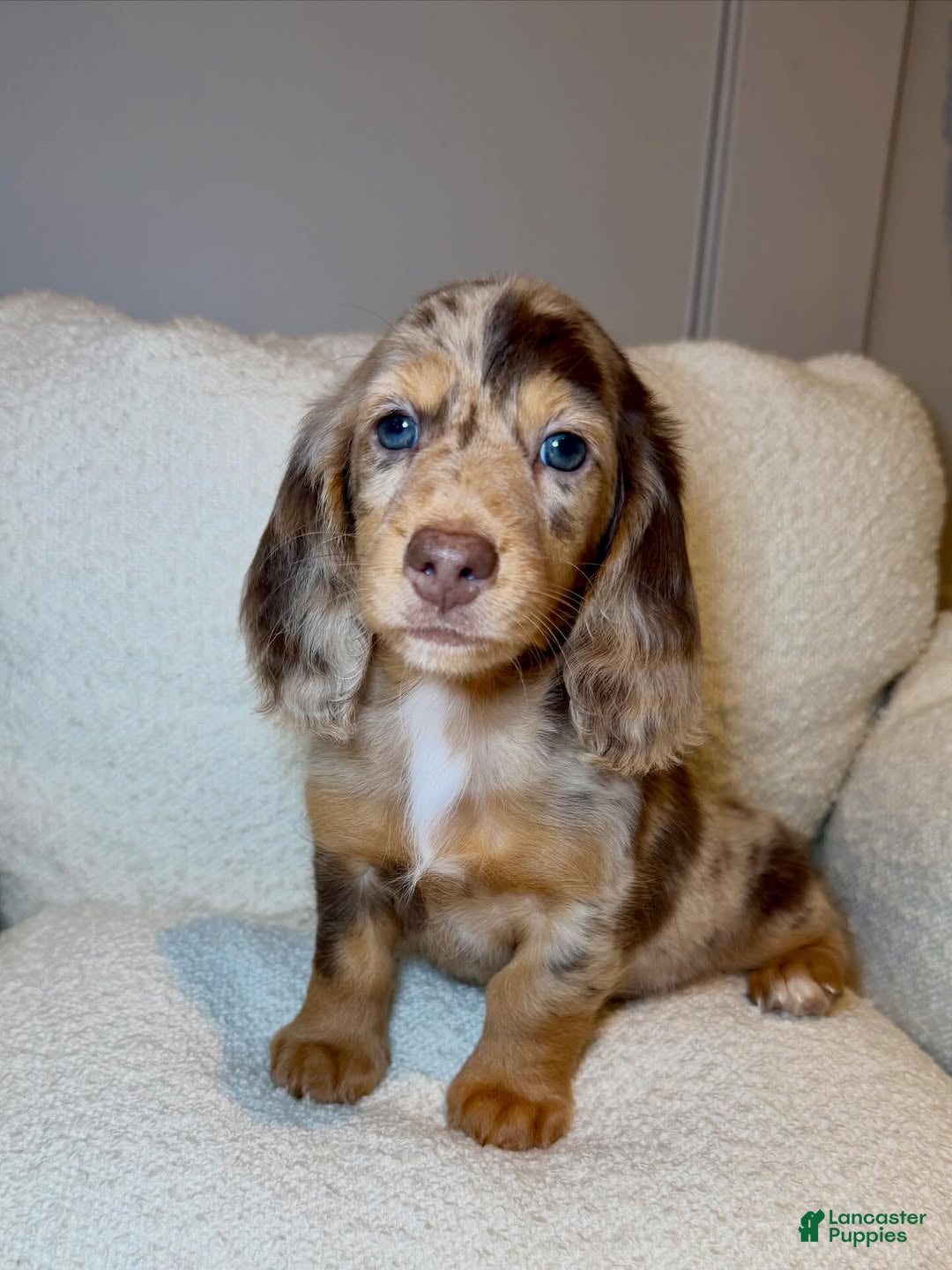 Dachshund dogs Dachshund Puppy 7 - Ad 33