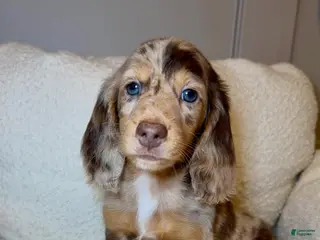 Dachshund dogs Dachshund Puppy 7 - Ad 33