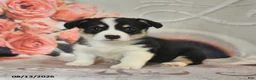 Welsh Corgi Pembroke dogs for sale: Lucy - Ad 3