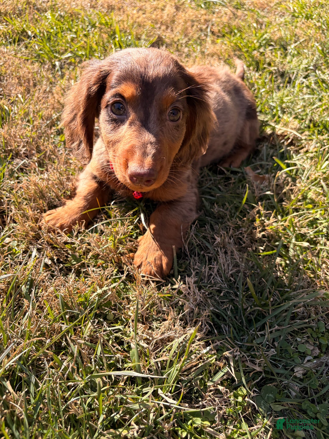 Miniature Dachshund dogs for sale: Odin - Ad 6