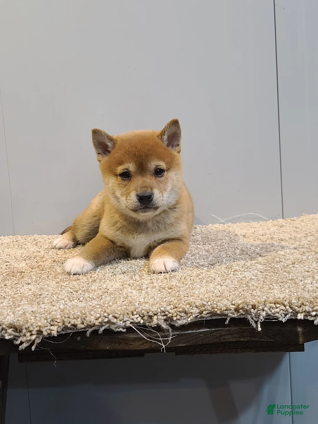 Shiba Inu dogs for sale: Tex - Ad 5
