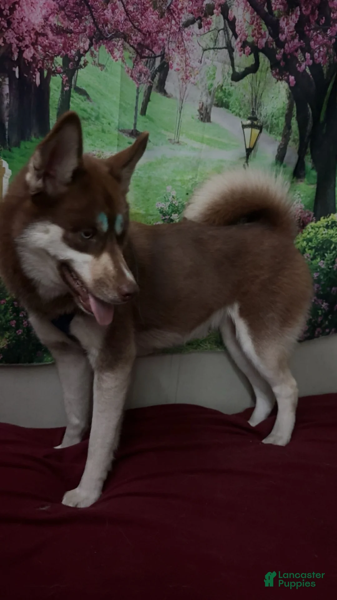 Siberian Husky dogs for sale: Chaos  - Ad 2