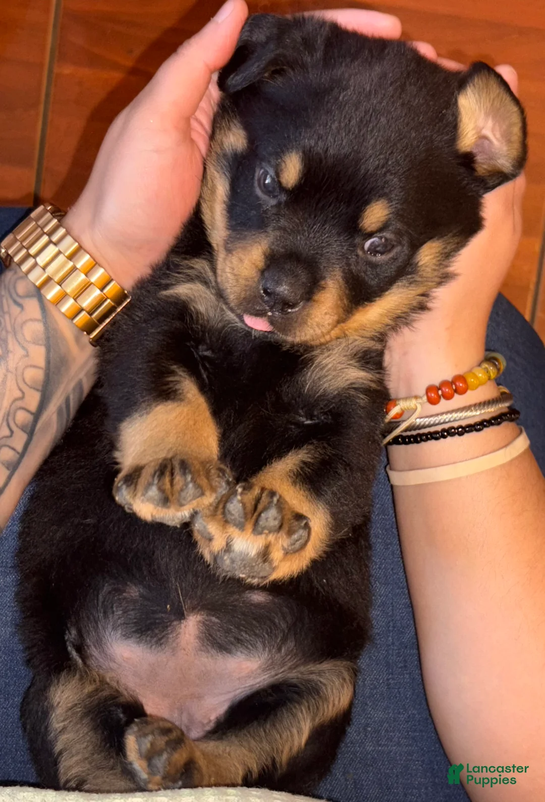 Rottweiler dogs for sale: Bella - Ad 2