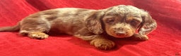 Miniature Dachshund dogs for sale: Miniature Dachshund Puppy Huey - Ad 2