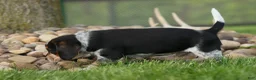 Beagle dogs for sale:  Cypress 🦴🐶 - Ad 17