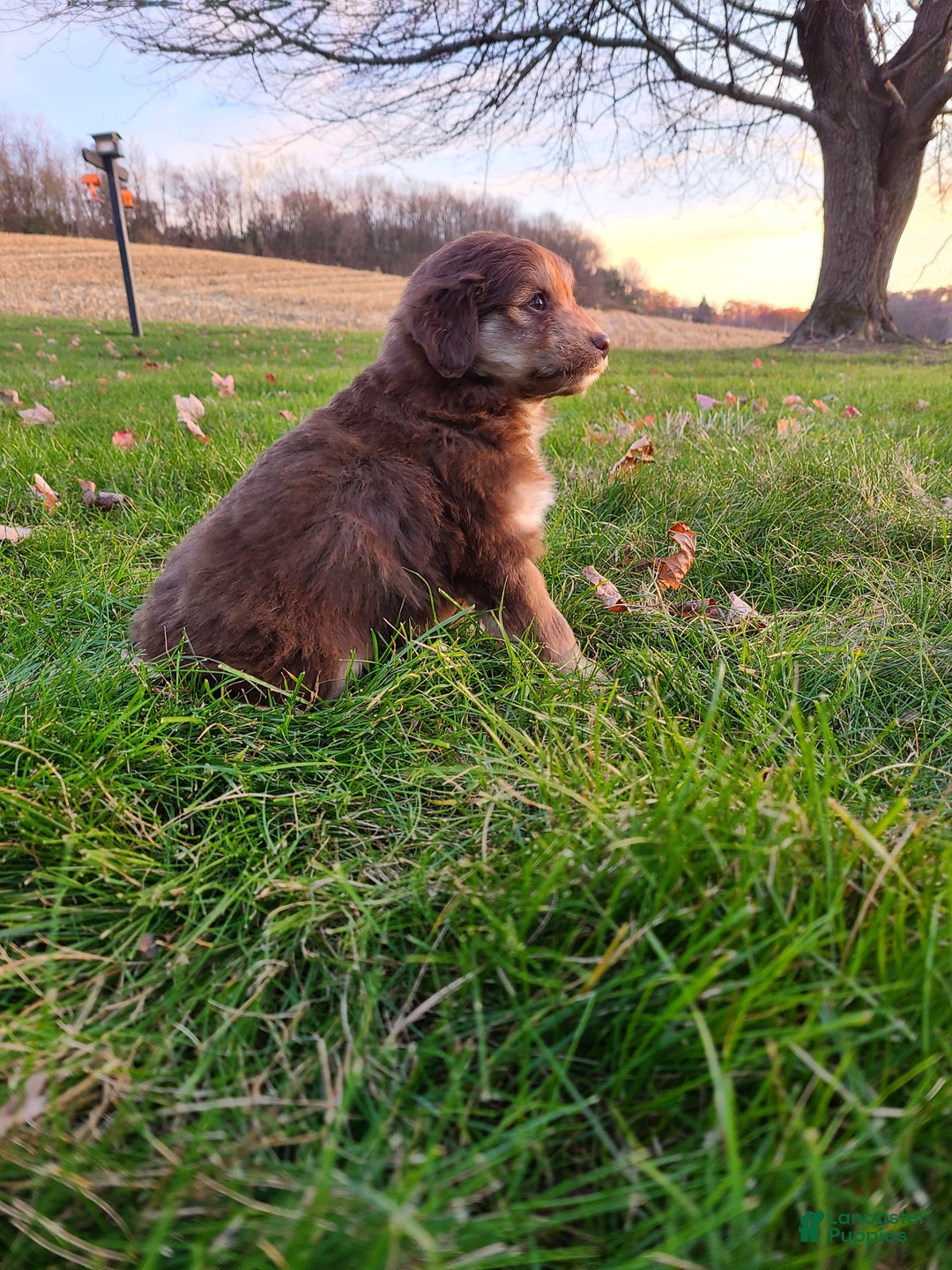 Aussiedoodle dogs for sale: Blake - Ad 5