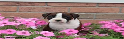 Boxer dogs for sale: Sophie - Ad 8