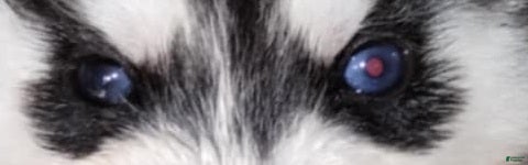 Siberian Husky dogs Samwise (Bi-eyed) - Ad 2