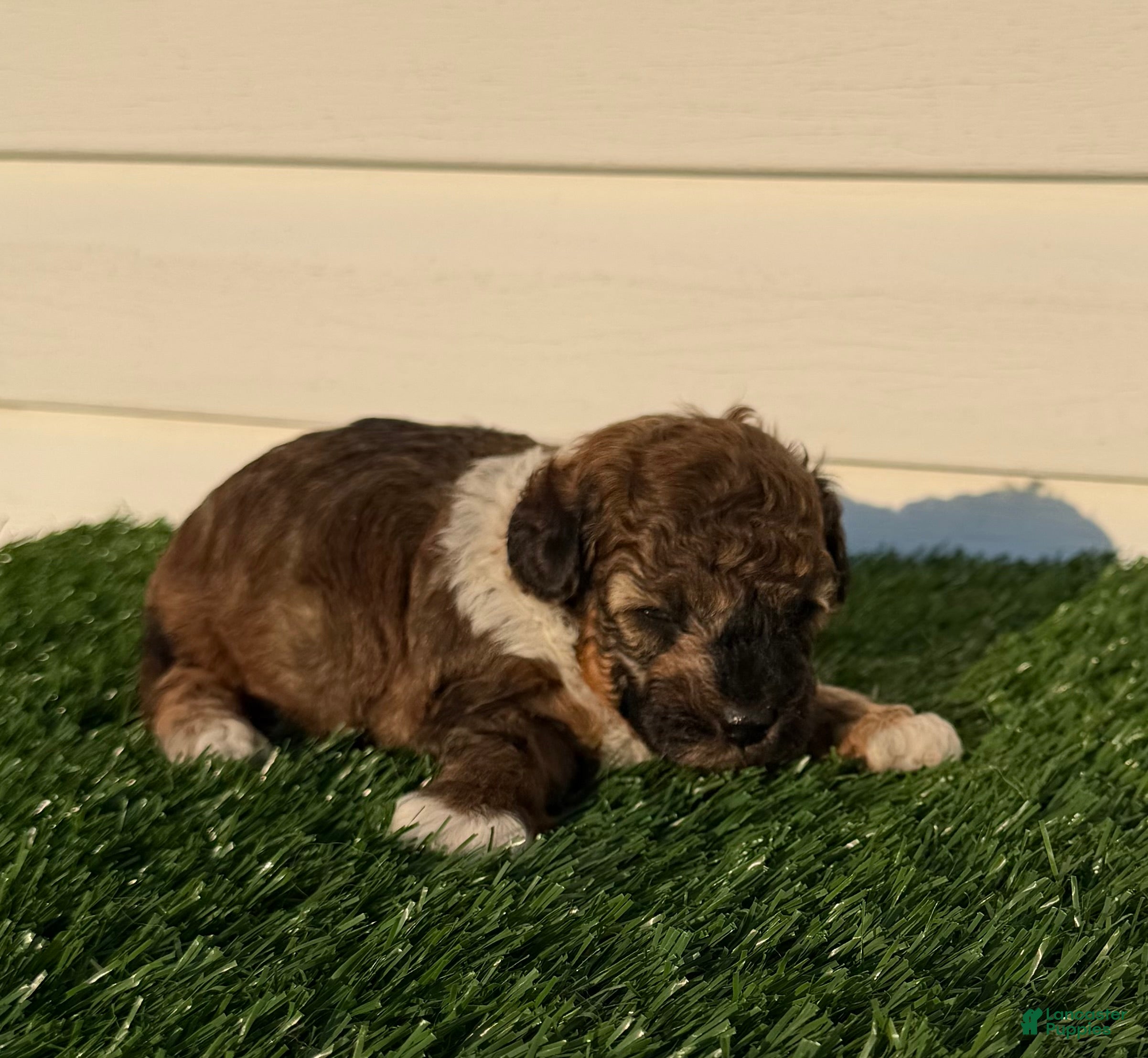 Toy Poodle dogs AKC Wrangler - Ad 19