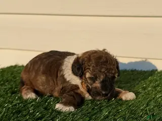 Toy Poodle dogs AKC Wrangler - Ad 19