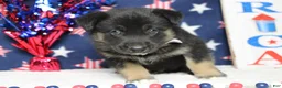 Mixed Breed dogs for sale: Pine  - Ad 3