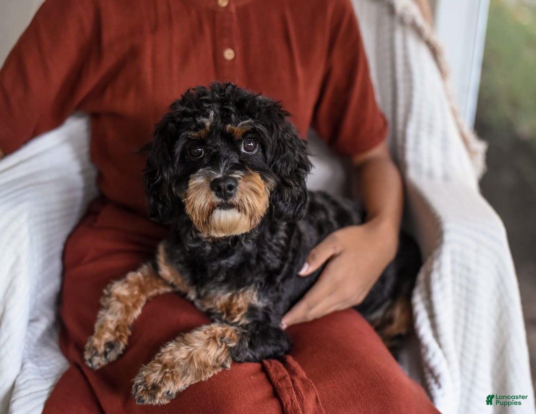 Cavapoo dogs for sale: Truffles - Ad 8