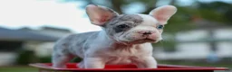 Frenchton dogs for sale: MARLEY - Ad 30