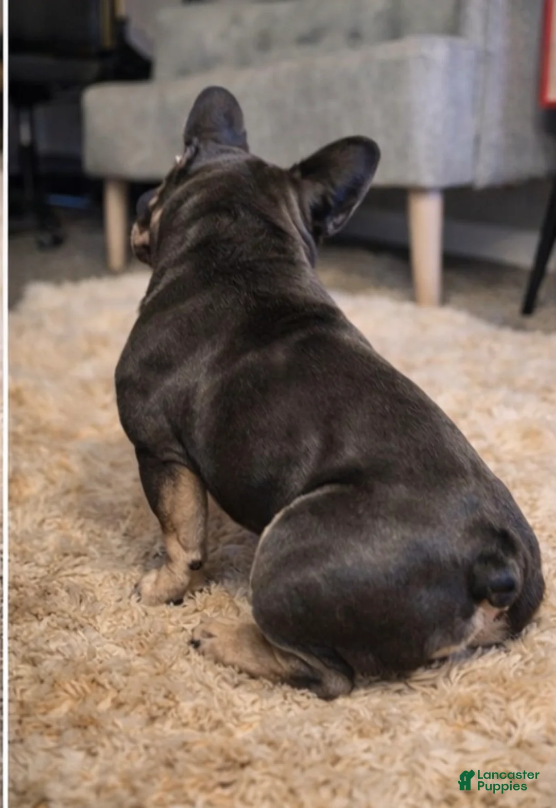 French Bulldog dogs for stud: Unknown  - Ad 2
