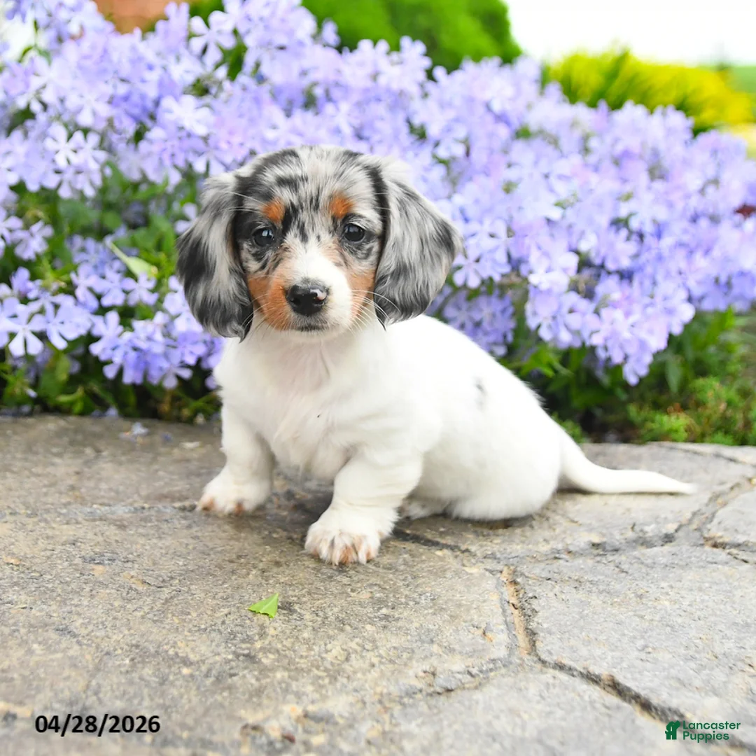 Dachshund dogs for sale: Gizmo - Ad 1