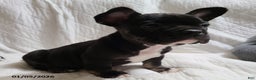 French Bulldog dogs for sale: Flint - Ad 4