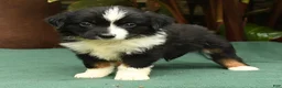 Miniature Australian Shepherd dogs for sale: Roxie - Ad 3