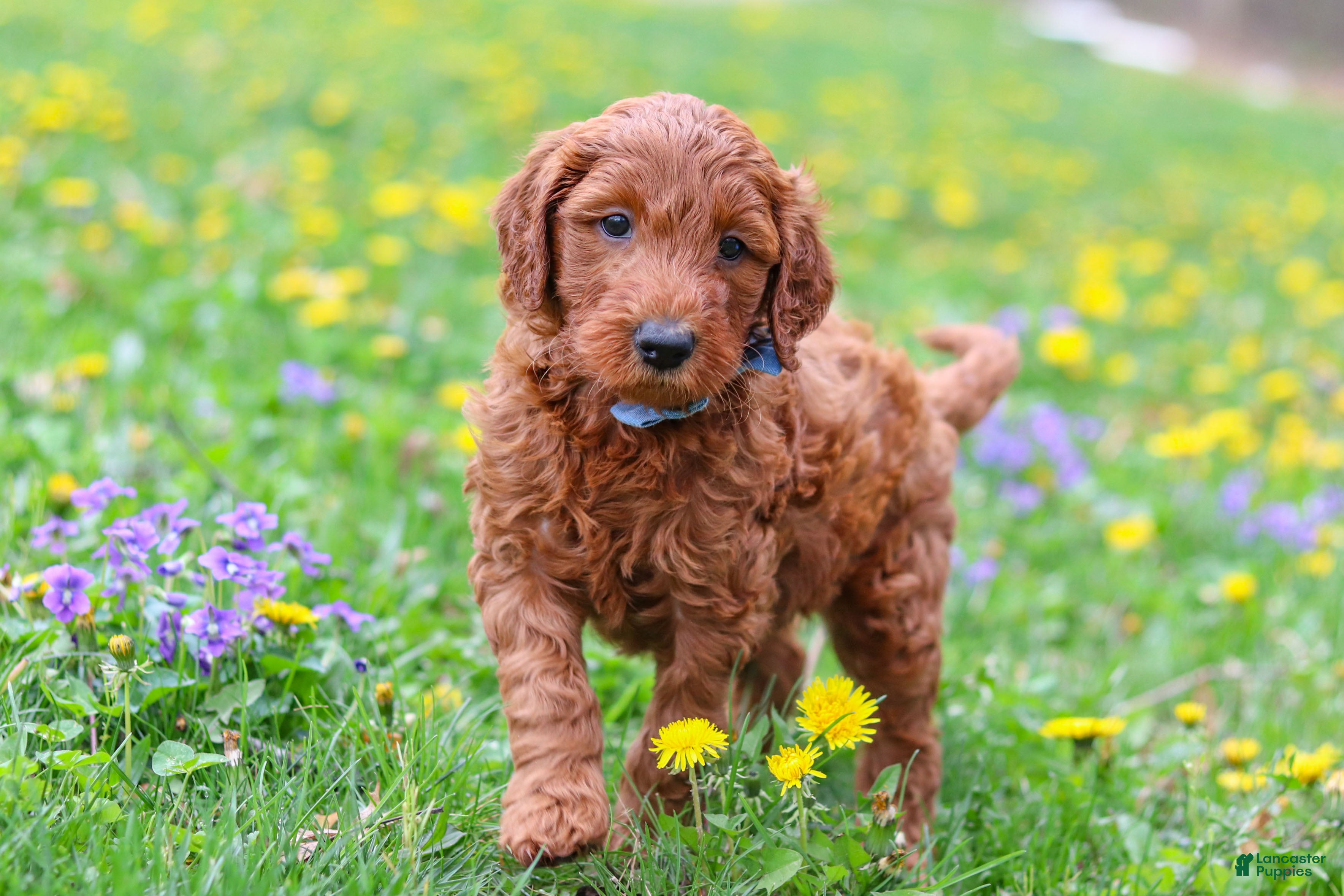 Goldendoodle dogs Calvin F1b - Ad 1