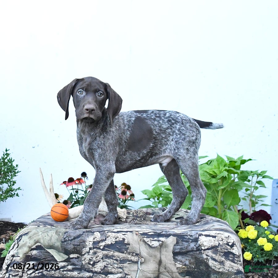 German Shorthaired Pointer dogs Marshall - Ad 1