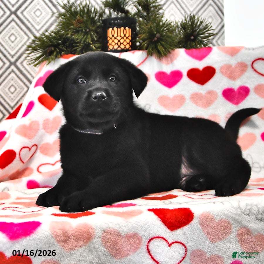 Mixed Breed dogs Snoopy - Ad 2