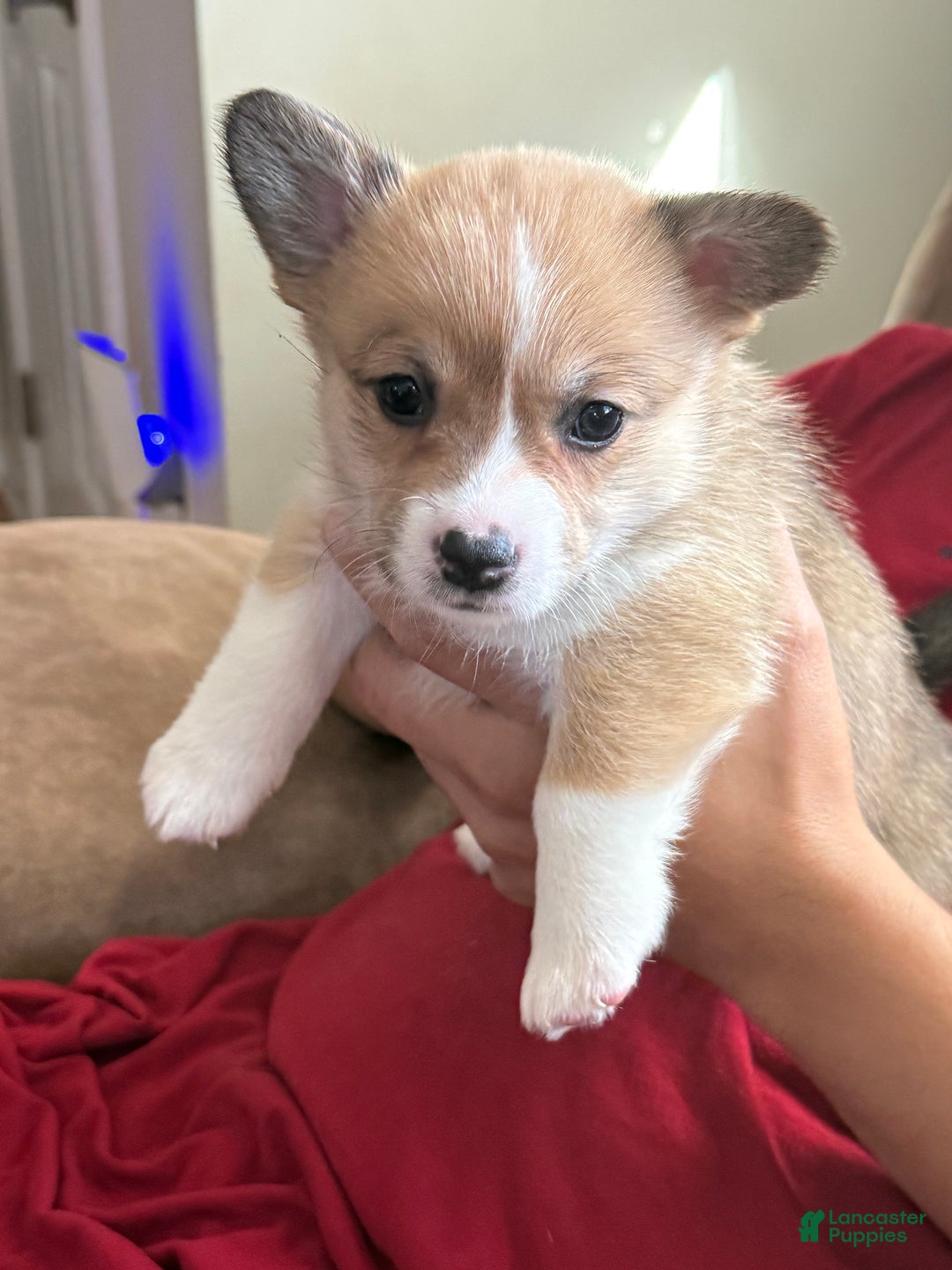 Welsh Corgi Pembroke dogs for sale: Lisa - Ad 2