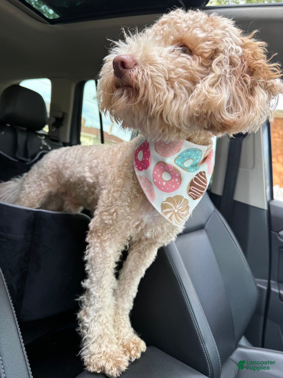 Mini Goldendoodle dogs for stud: Stud Service  - Ad 3