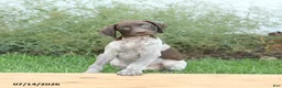 German Shorthaired Pointer dogs for sale: Cody - Ad 4