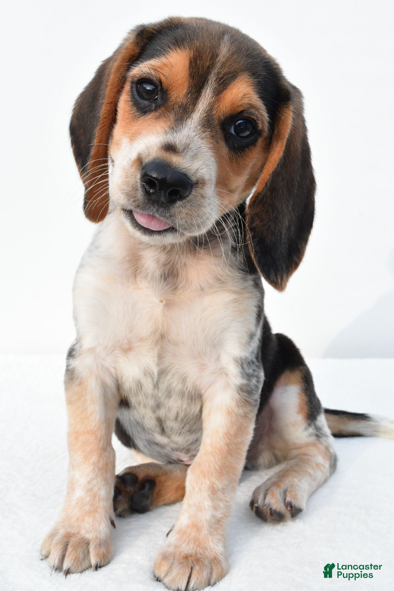 Beagle dogs Andy - Ad 1
