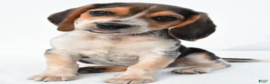 Andy