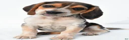 Beagle dogs for sale: Andy - Ad 1