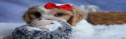 Cavachon dogs for sale: ROSCOE - Ad 14