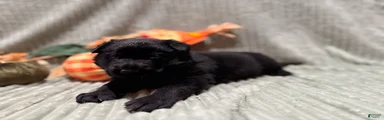 Duke