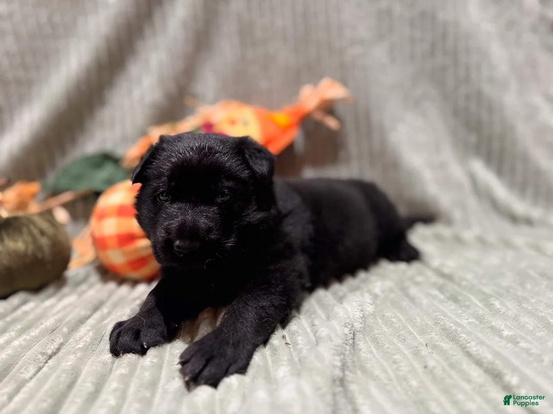 German Shepherd dogs for sale: Duke - Ad 1