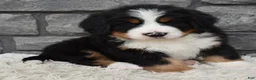 Bernese Mountain Dog dogs for sale: Brady - Ad 3