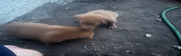 Labrador Retriever dogs for sale: Labrador Retriever 1 - Ad 4