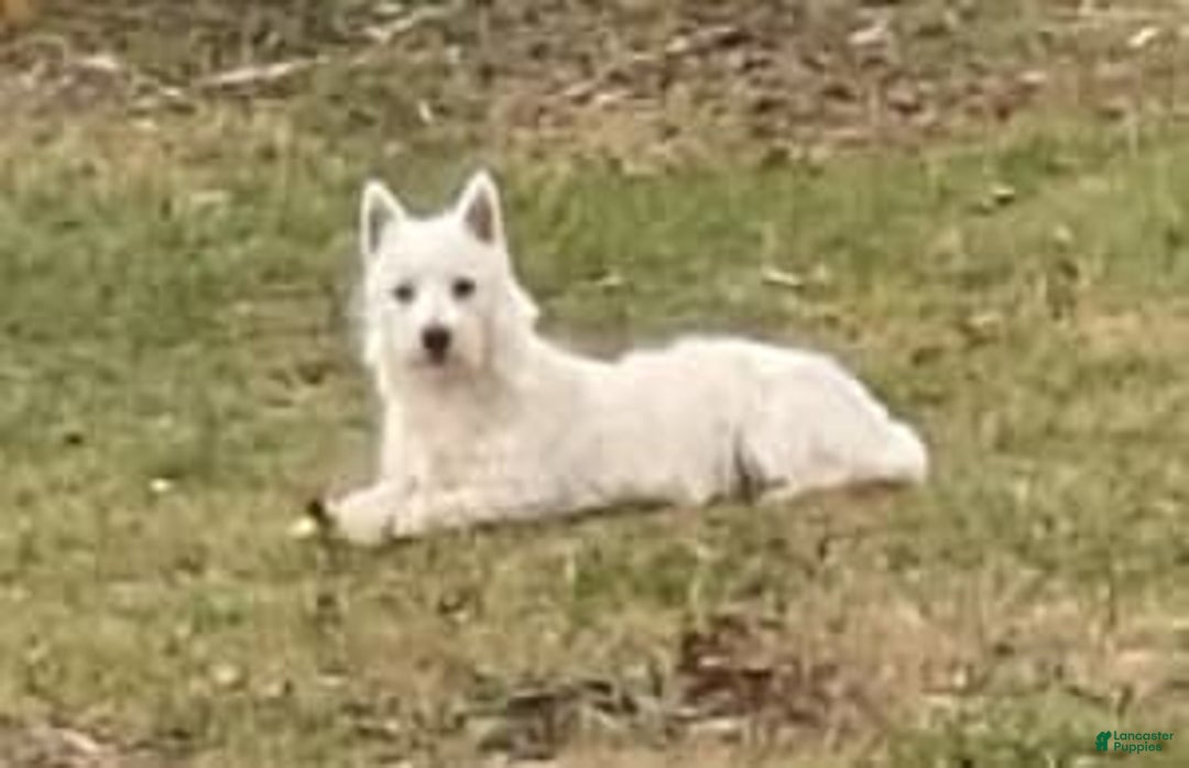 Gallery Image {{count}}