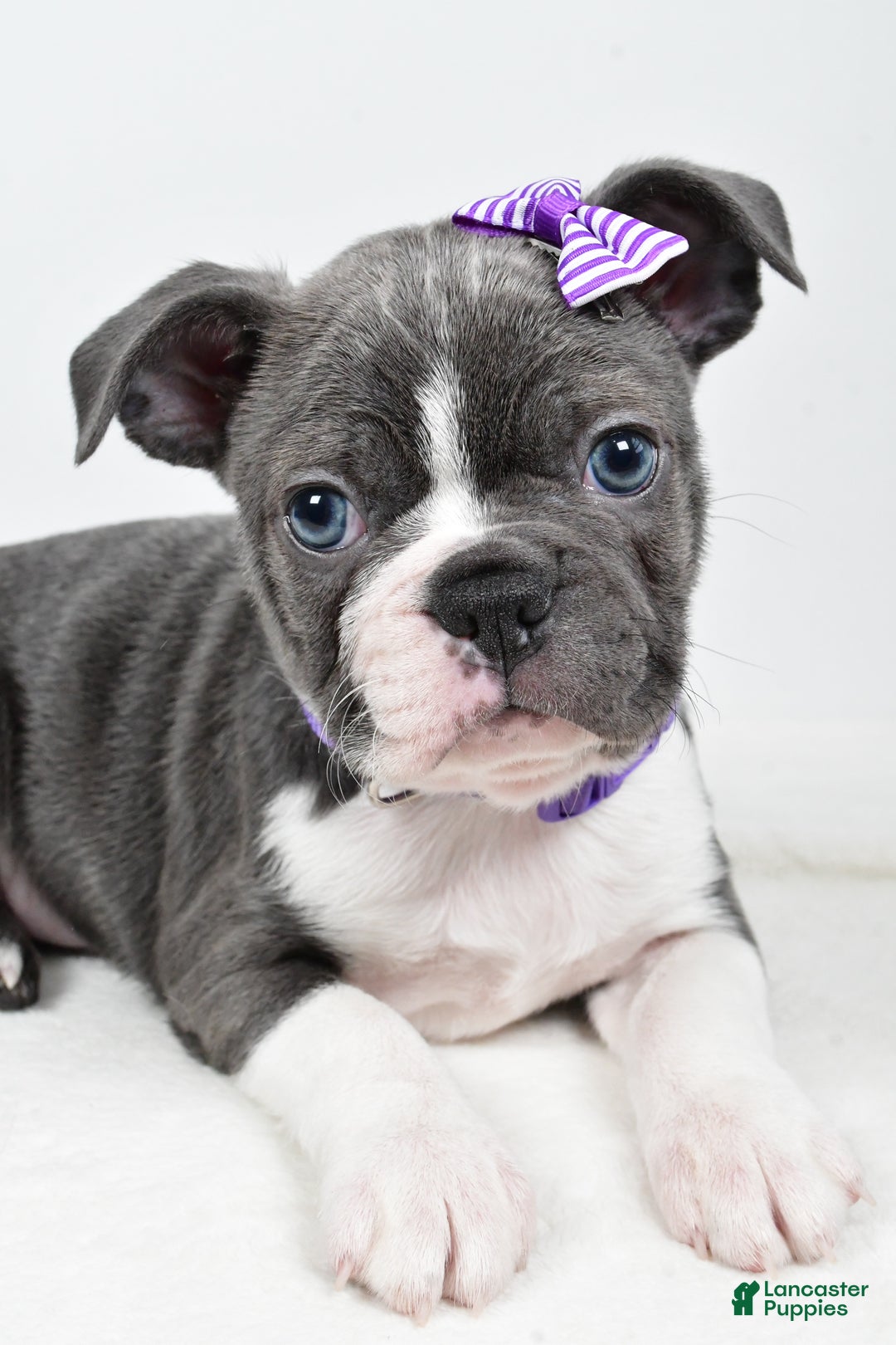 Mixed Breed dogs for sale: Sadie - Ad 2