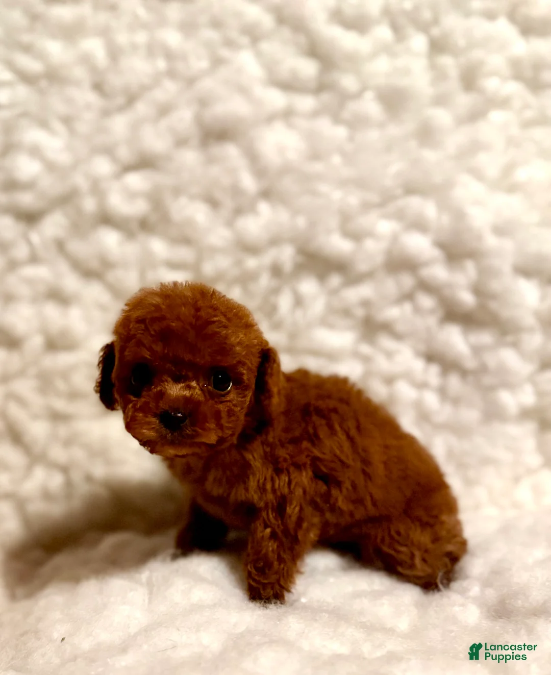 Toy Poodle dogs for sale: Zoey teacup deep red - Ad 8