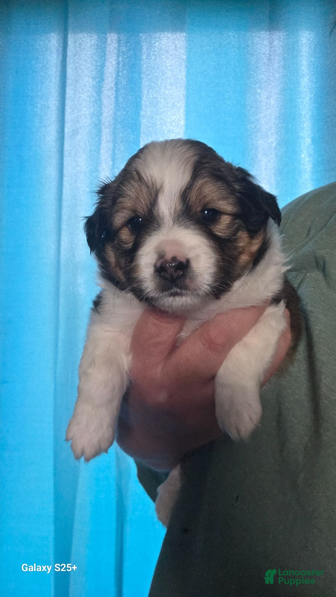 Mixed Breed dogs Mixed Breed 1 - Ad 4