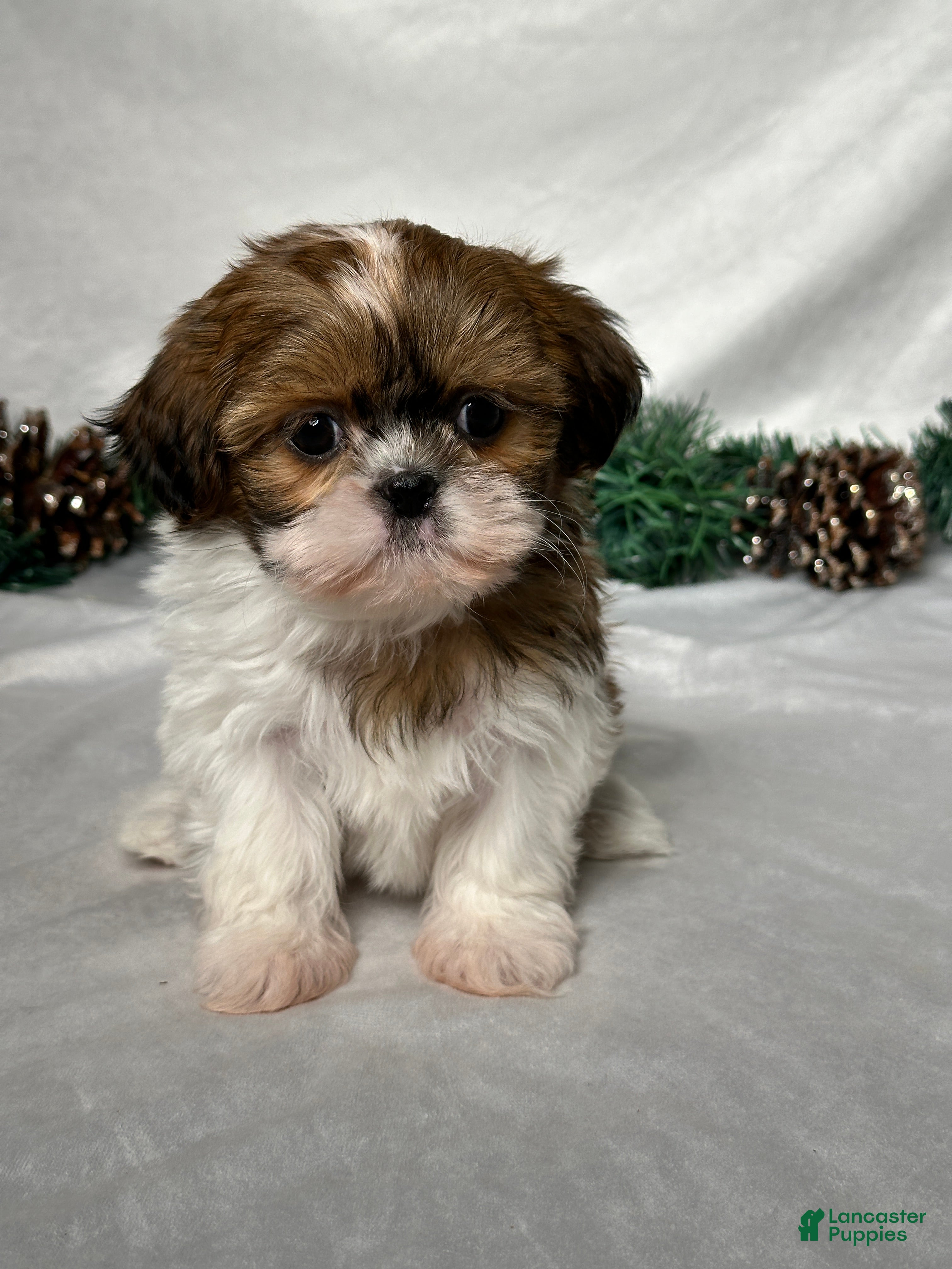 Shih Tzu dogs Sophia - Ad 40