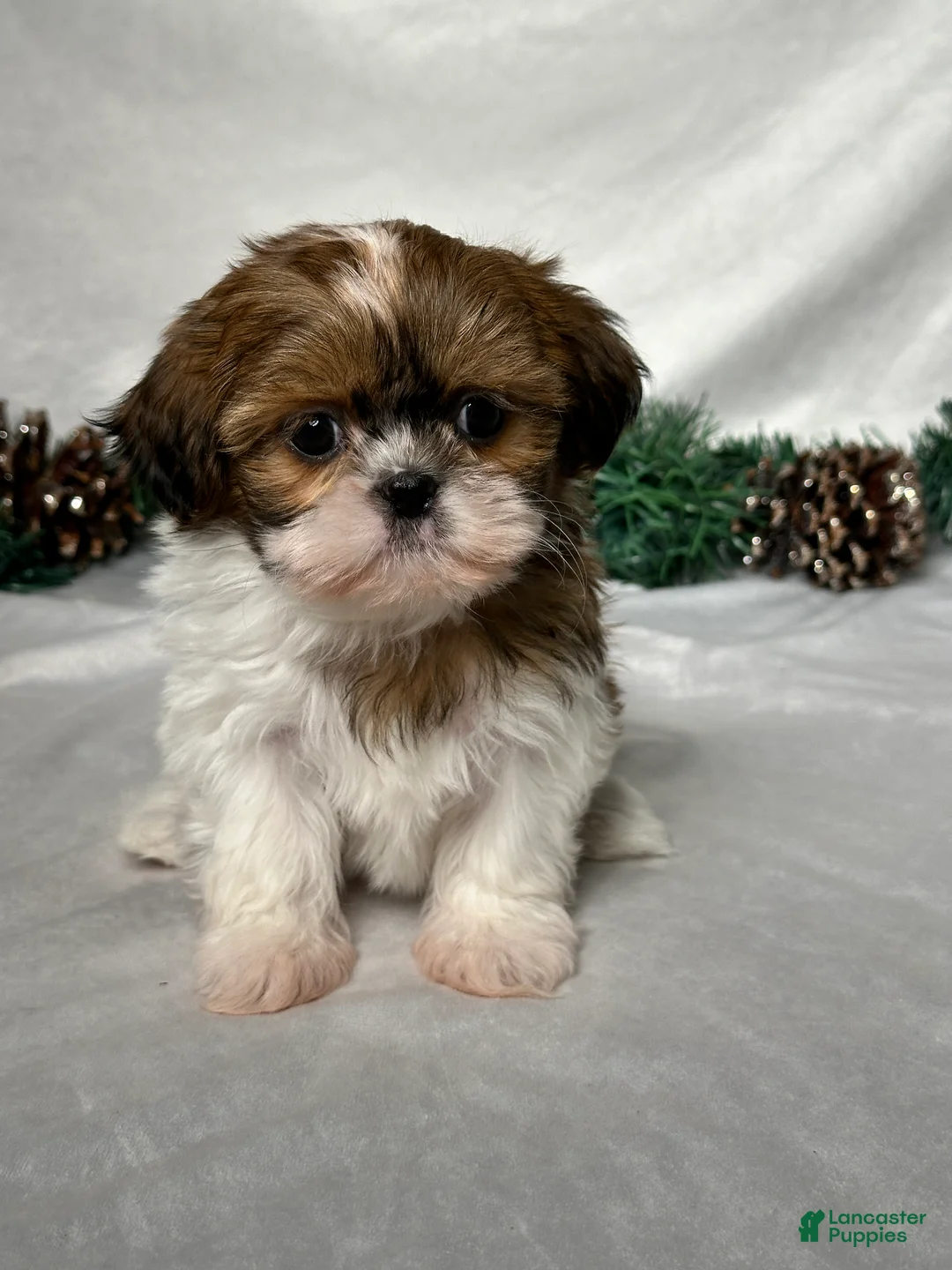 Shih Tzu dogs for sale: Sophia - Ad 1