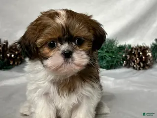 Shih Tzu dogs Sophia - Ad 40