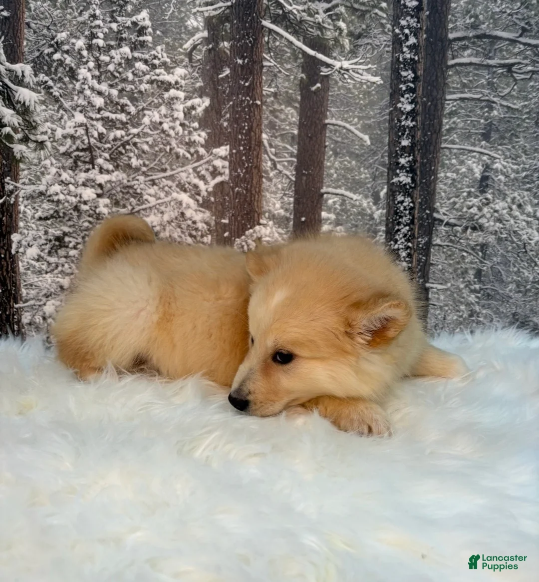 Pomsky dogs for sale: Pomsky Puppy 1 - Ad 3