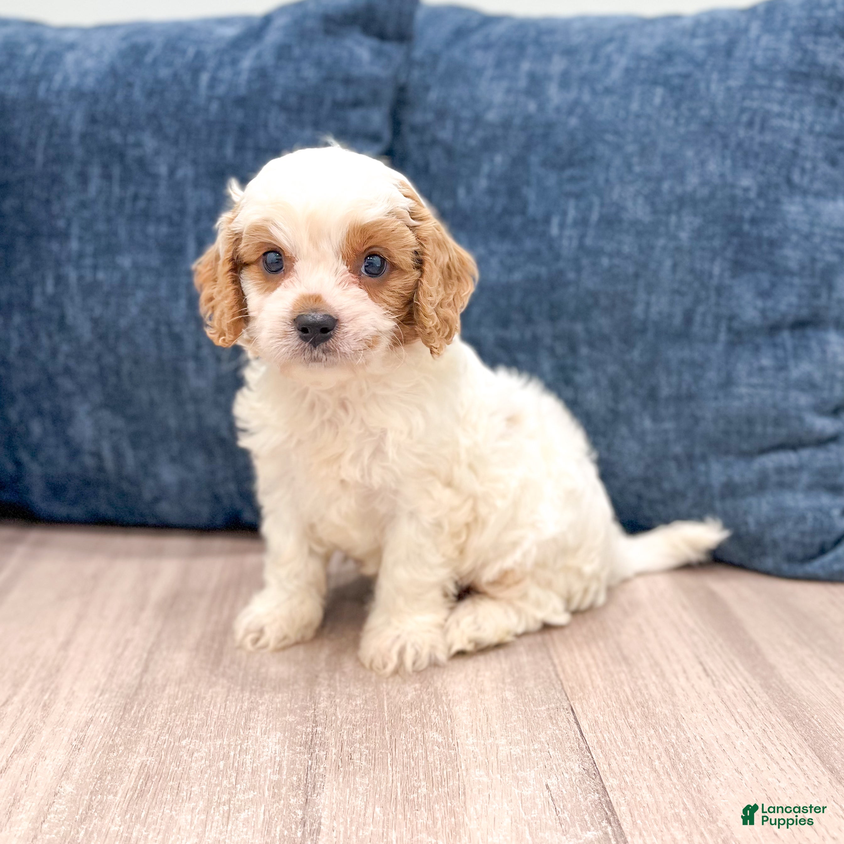 Cavapoo dogs Buddy - Ad 1