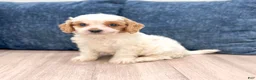 Cavapoo dogs for sale: Buddy - Ad 1