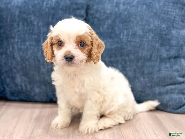 Cavapoo dogs for sale: Buddy - New Video - Ad 2